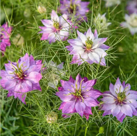 Nigella miss jekyll rose