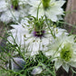 Miss jekyll vit Ingemarsdotter frö i söta burkar nigella pod