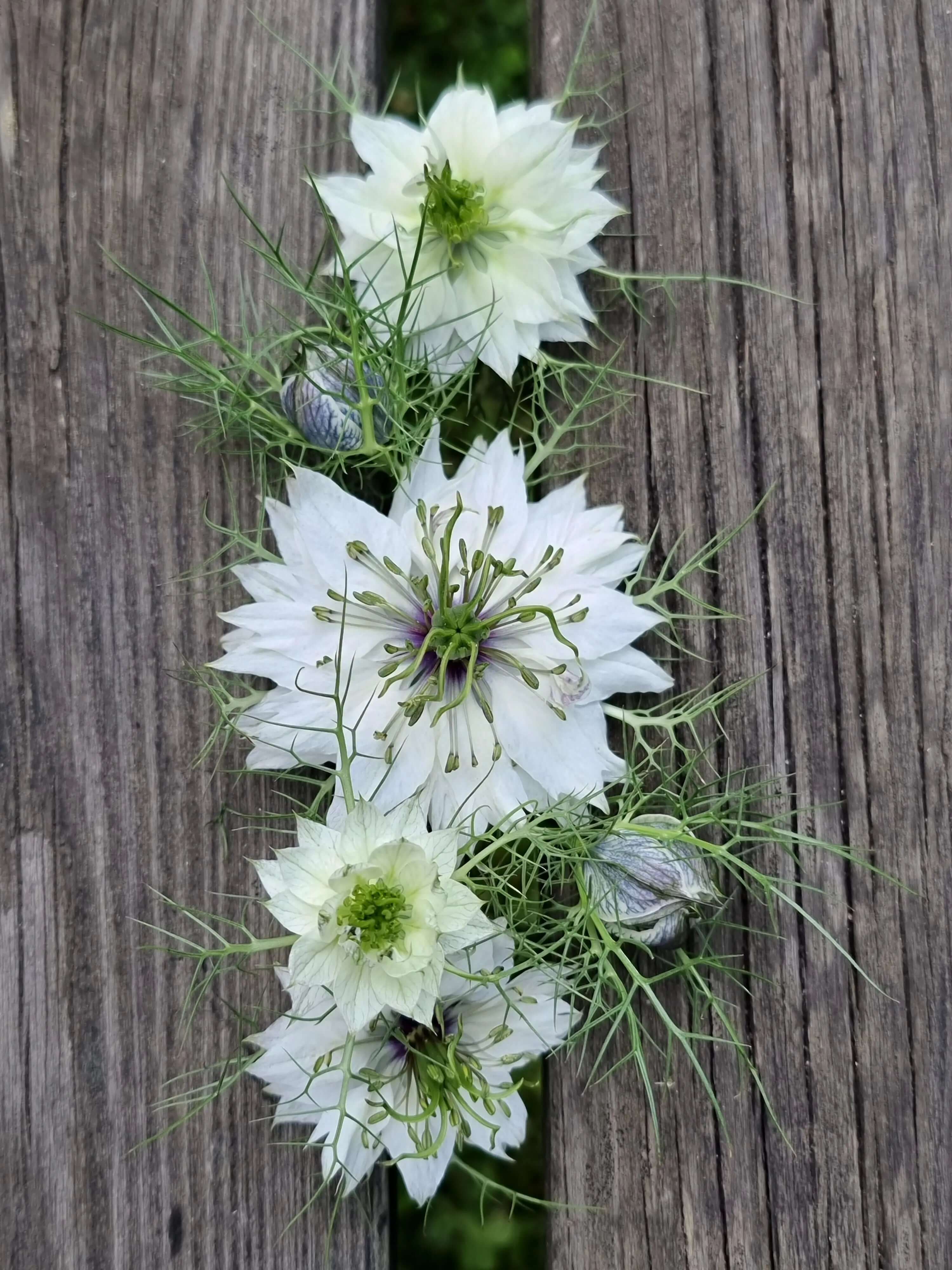 Nigella Miss Jekyll white pod