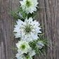 Nigella Miss Jekyll white pod