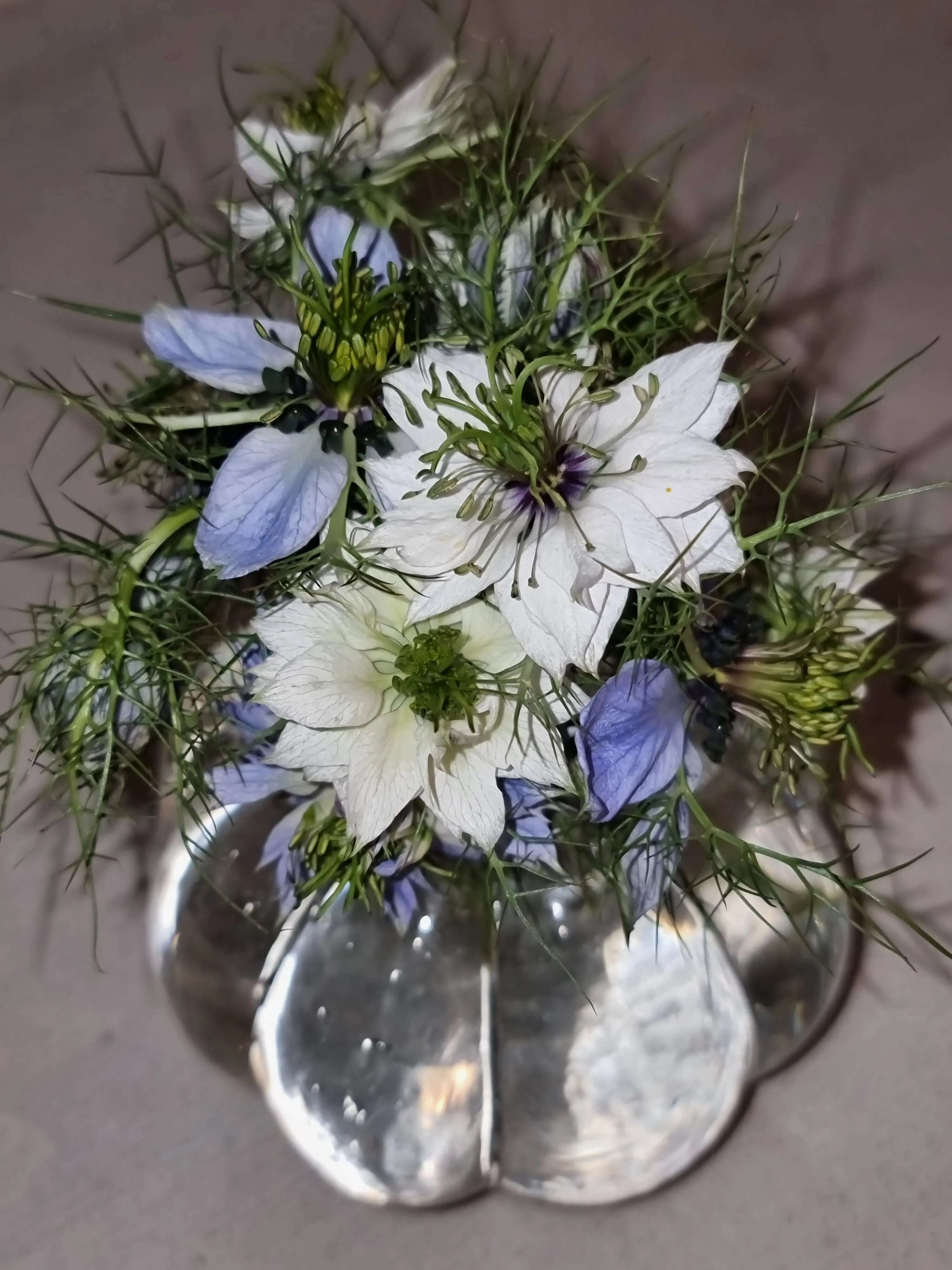 Nigella Miss Jekyll white pod