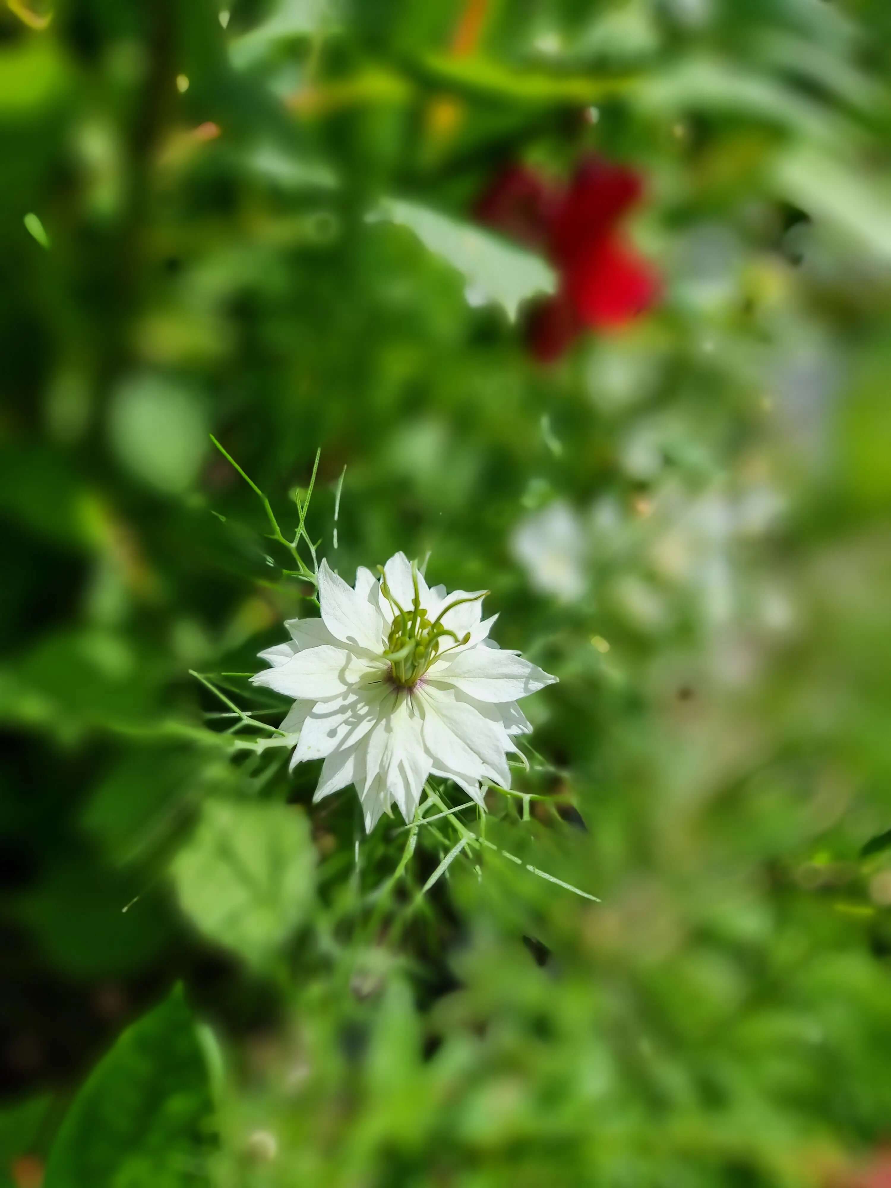 Nigella Miss Jekyll white pod
