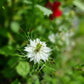 Nigella Miss Jekyll white pod