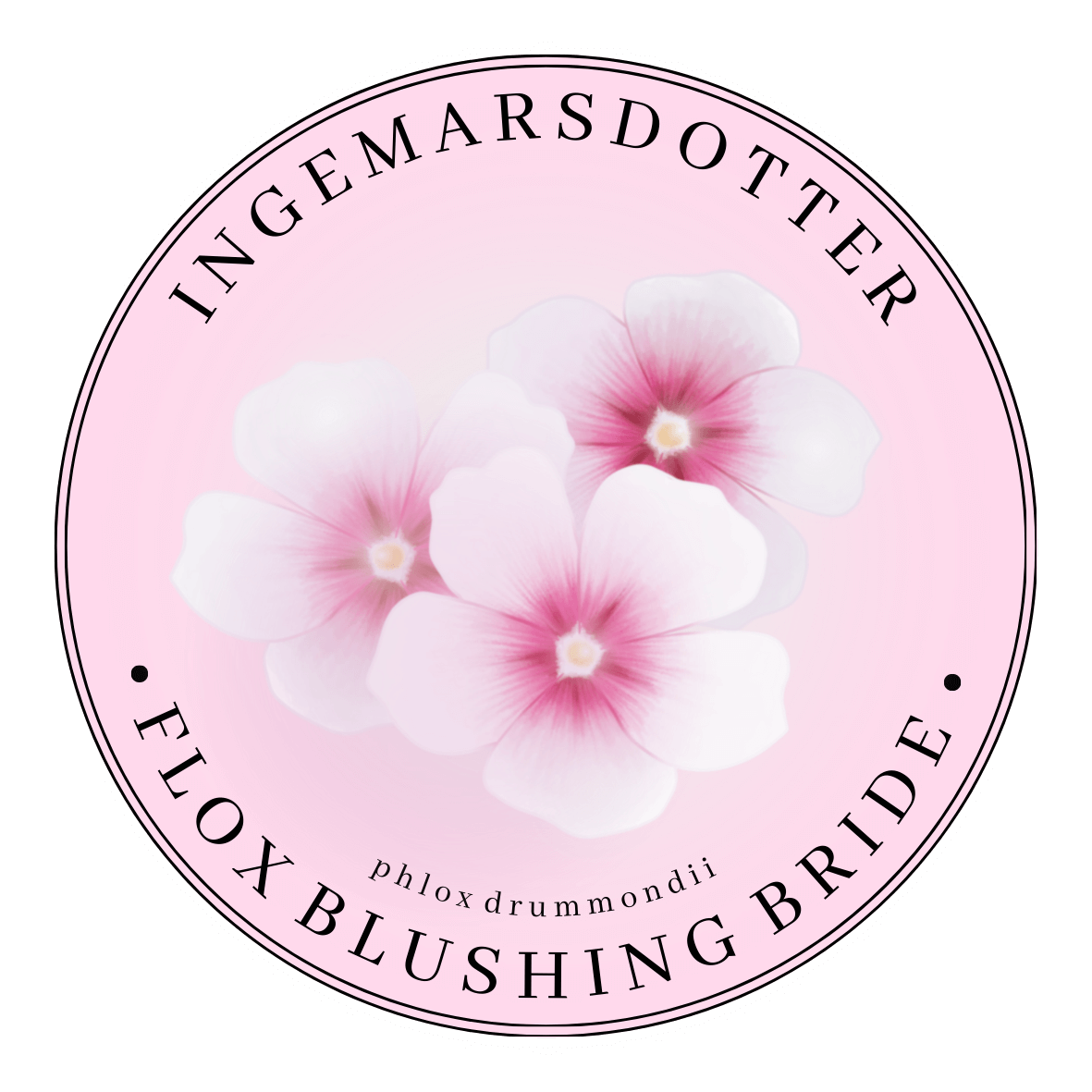 Flox Blushing bride