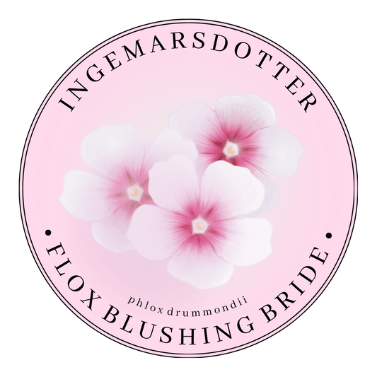 Flox Blushing bride
