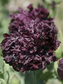 Pionvallmo double black Ingemarsdotter