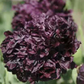 Pionvallmo double black Ingemarsdotter