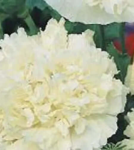 Pionvallmo double cream Ingemarsdotter