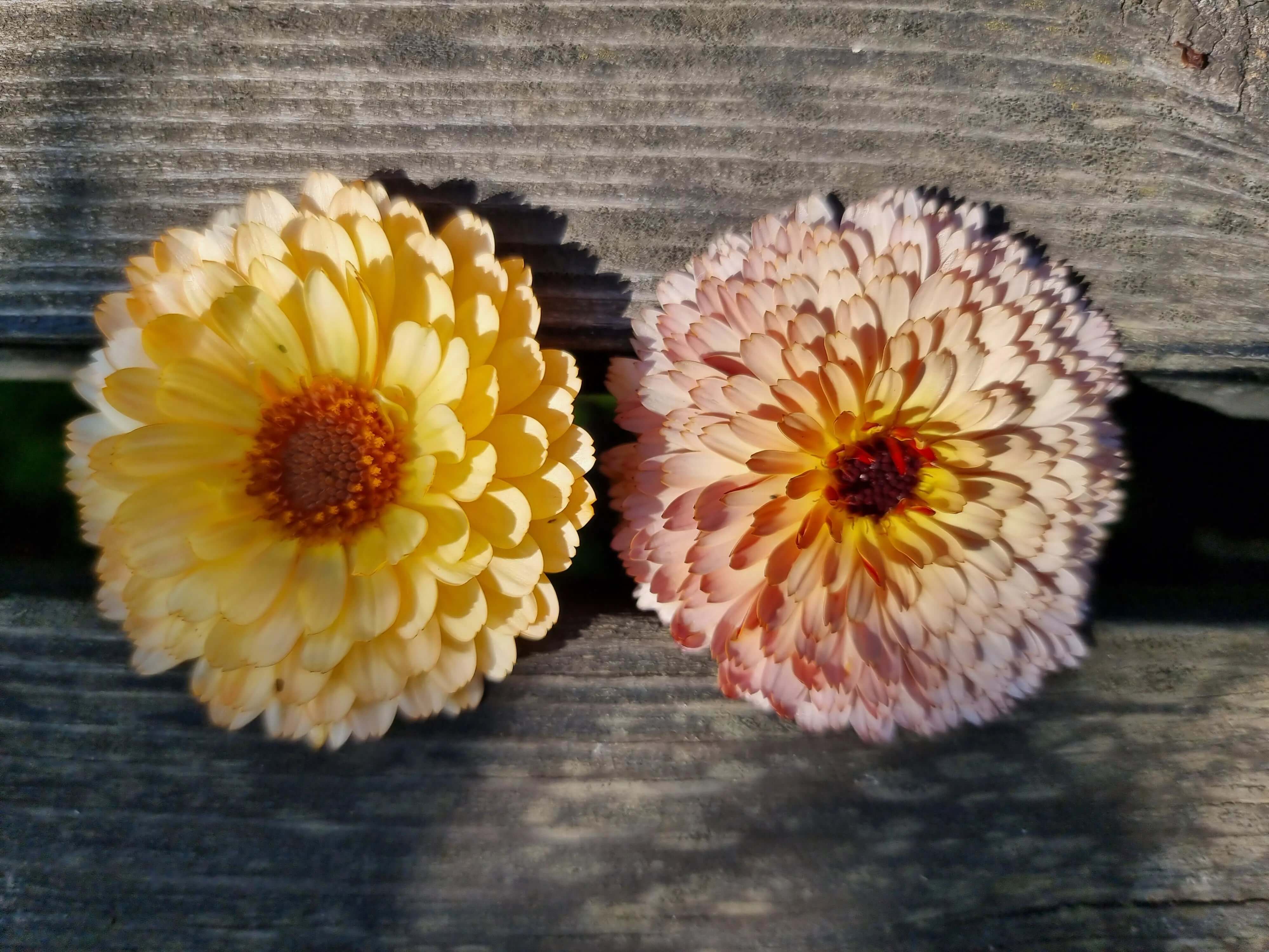 Ringblomma Pink surprise och Pygmy buff