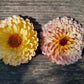 Ringblomma Pink surprise och Pygmy buff