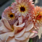Ringblomma Pygmy buff pygme buff