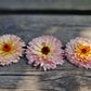 Ringblomma Pygmy buff