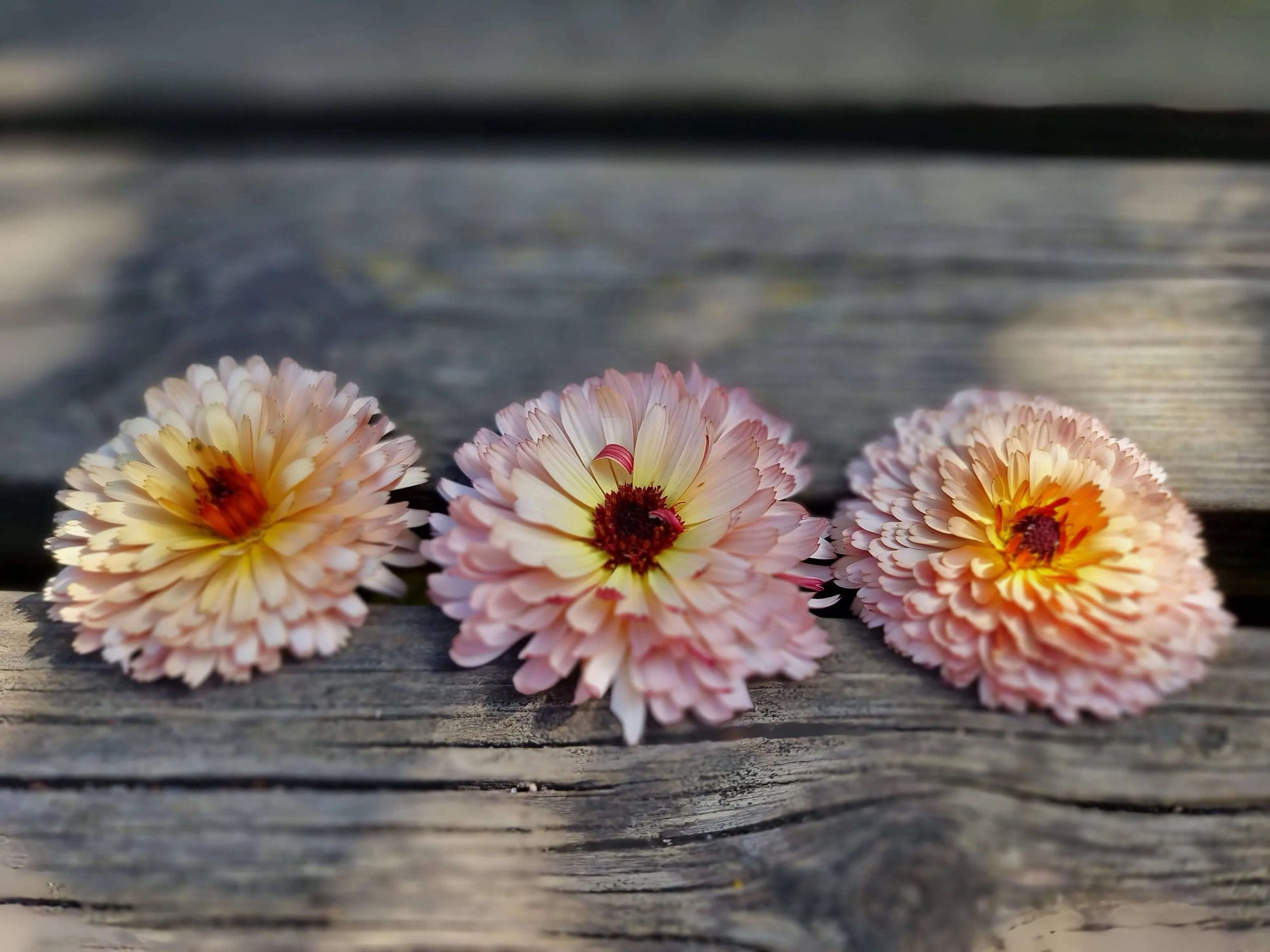 Ringblomma Pygmy buff