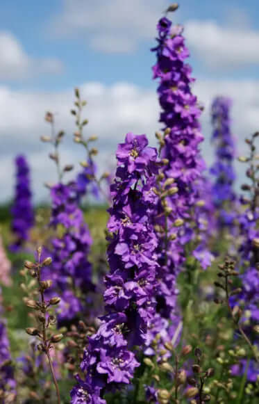 Riddarsporre blue spire blå romersk