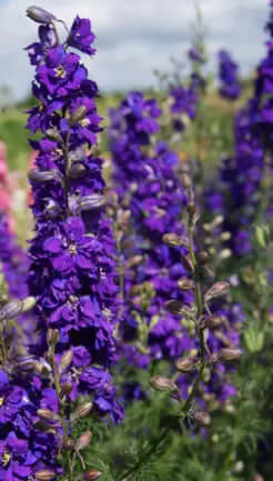 Riddarsporre blue spire blå romersk
