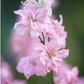 Romersk riddarsporre rosa