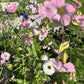 Roseneternell Pierrot white