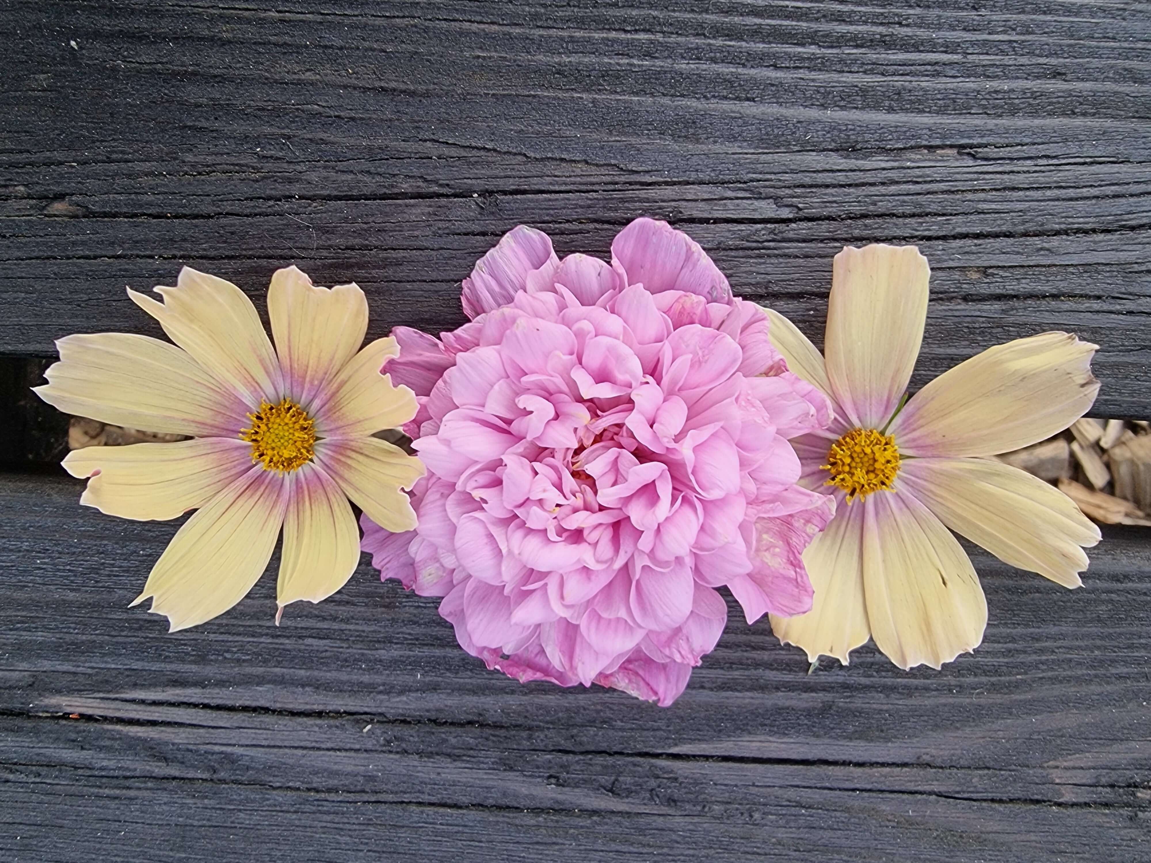 Rosenskära double click rose bon bon och rosenskära apricot lemonade