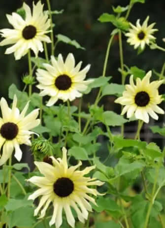 Solros Italian white Ingemarsdotter