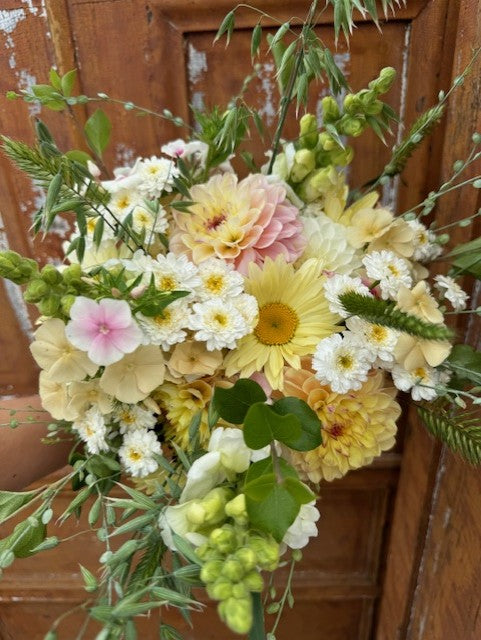 Sommarflox Blushing Bride