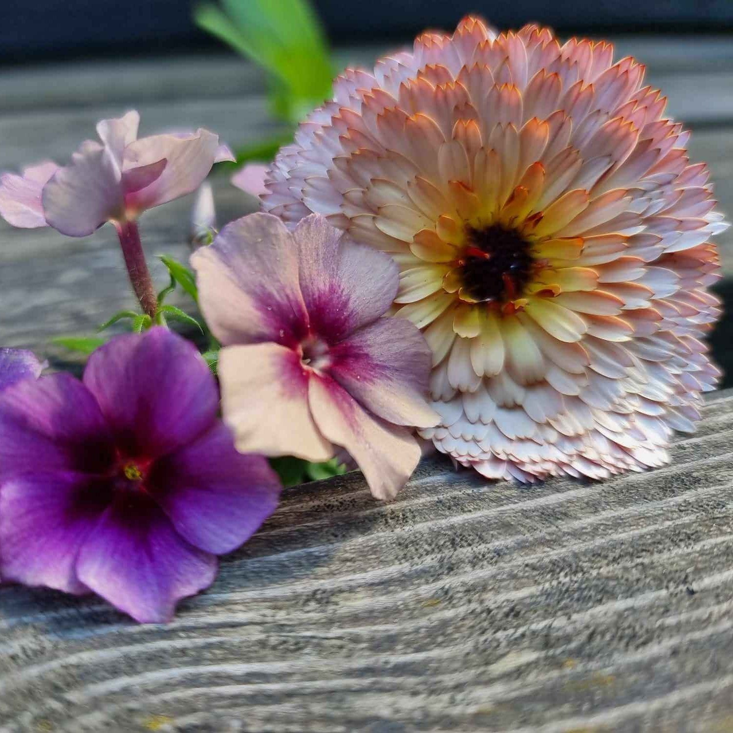 Sommarflox och ringblomma Pygmy Buff
