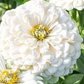 Zinnia Polar bear Ingemarsdotter