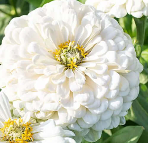 Zinnia Polar bear Ingemarsdotter