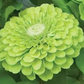 Zinnia envy lime Ingemarsdotter