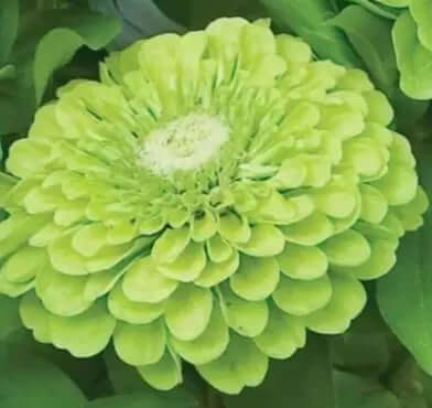 Zinnia envy lime Ingemarsdotter