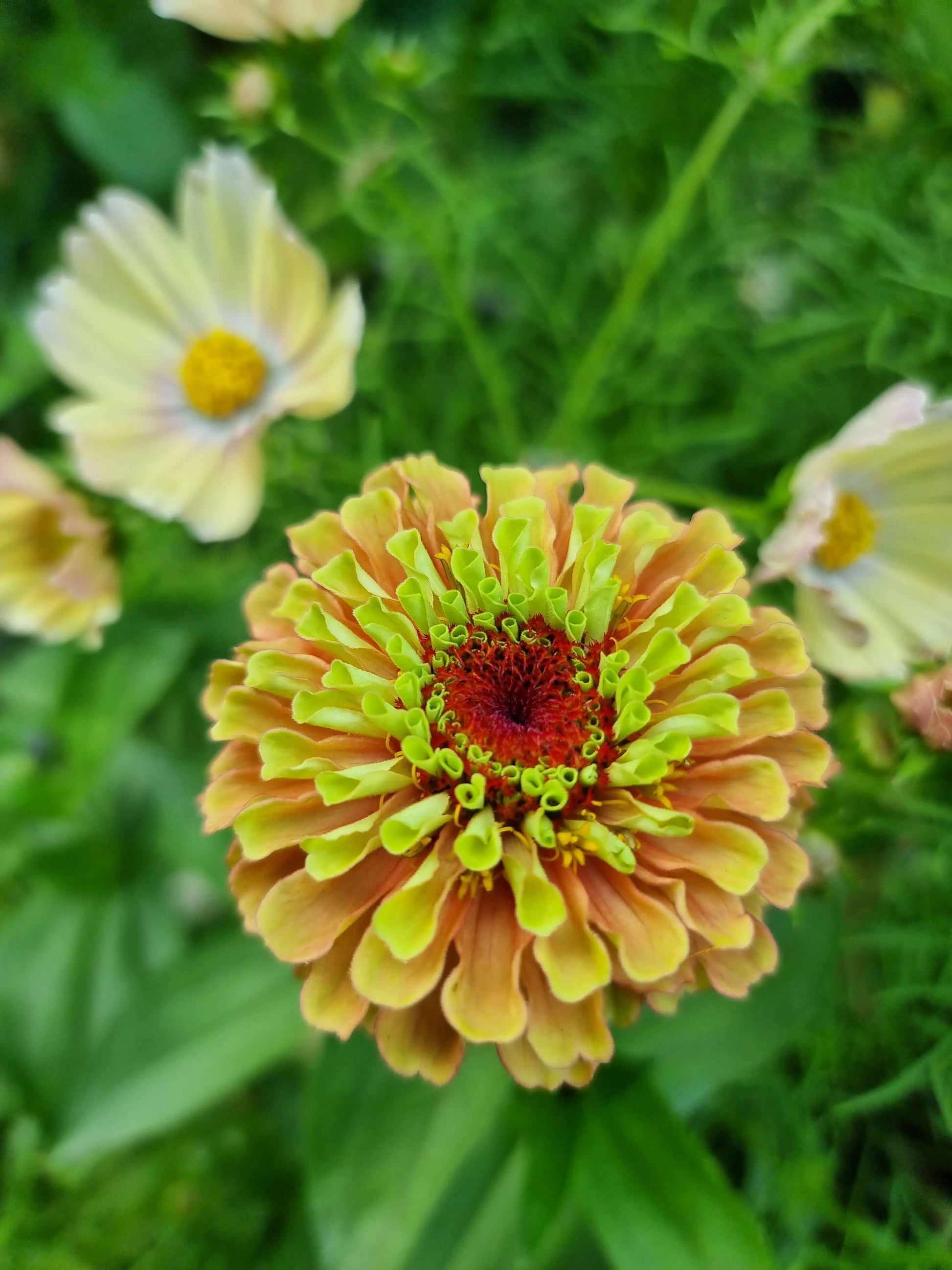 Zinnia queen orange lime