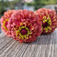 zinnia queen red lime Ingemarsdotters frö i söta burkar