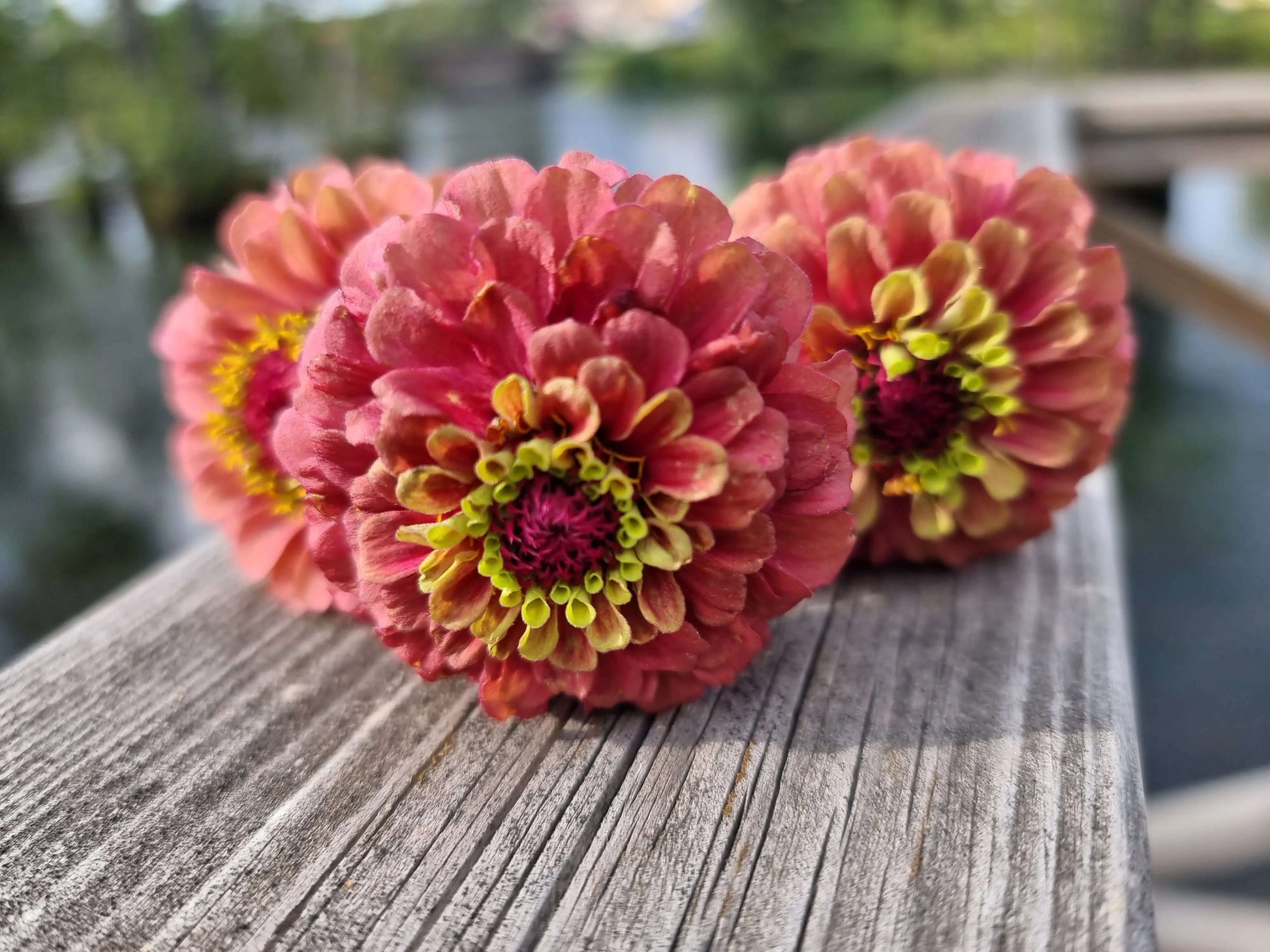 zinnia queen red lime Ingemarsdotters frö i söta burkar
