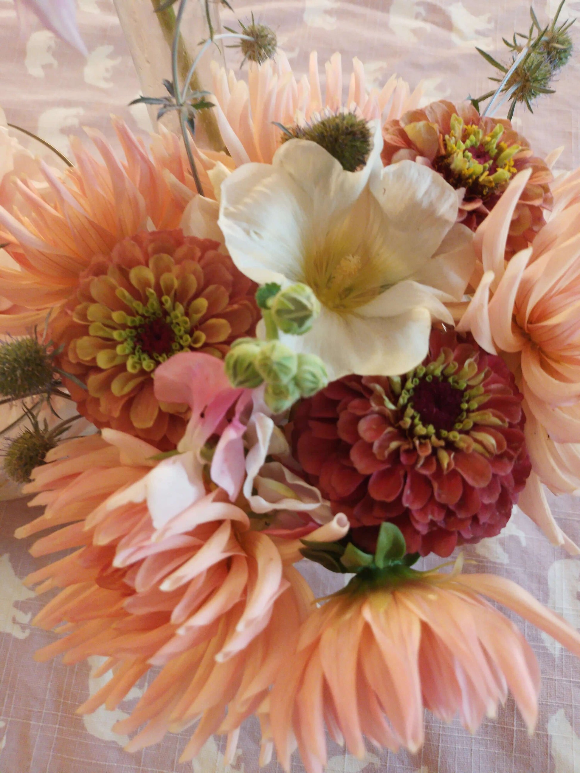 Zinnia queen red lime och Zinnia queen lime orange