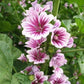 Malva Zebrina