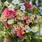 Sommarflox Cherry Caramel Phlox Drummondii