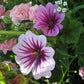 Malva Zebrina