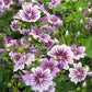 Malva Zebrina