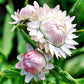 Jätte-eternell Silvery Rose (storpack)
