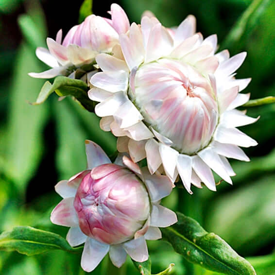Jätteeternell silvery pink
