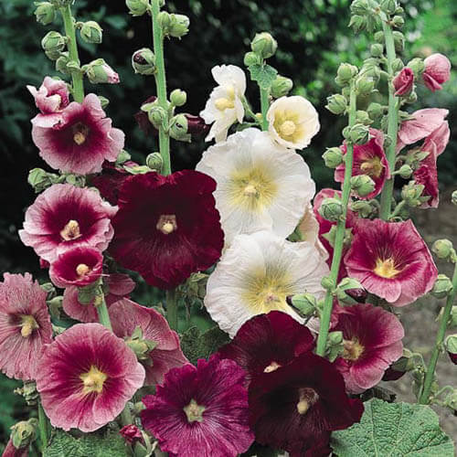 Stockros Rosa Mix