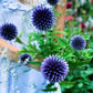 Bland blommor och glashus bolltistel