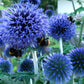 Bland blommor och glashus bolltistel  och humlor ingemarsdotter