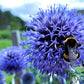 bolltistel och humla bland blommor och glashus