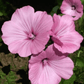 Sommarmalva Silver cup