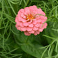 Zinnia Oklahoma Salmon