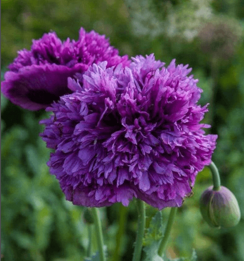 Pionvallmo Double dark purple