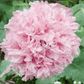 Pionvallmo pale rose