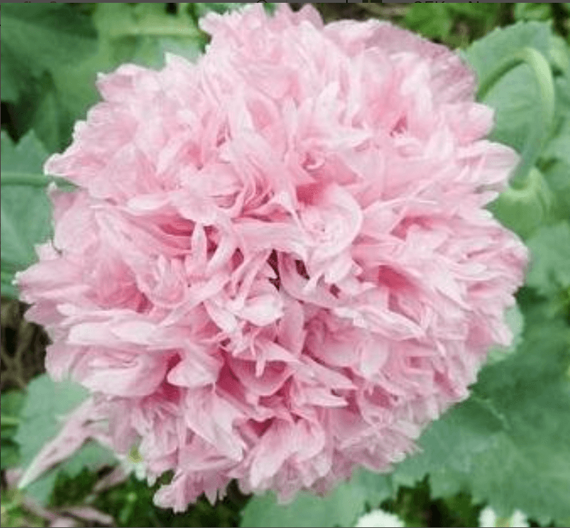 Pionvallmo pale rose