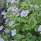 Sommarmalva Pink Blush