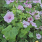 Sommarmalva Pink Blush